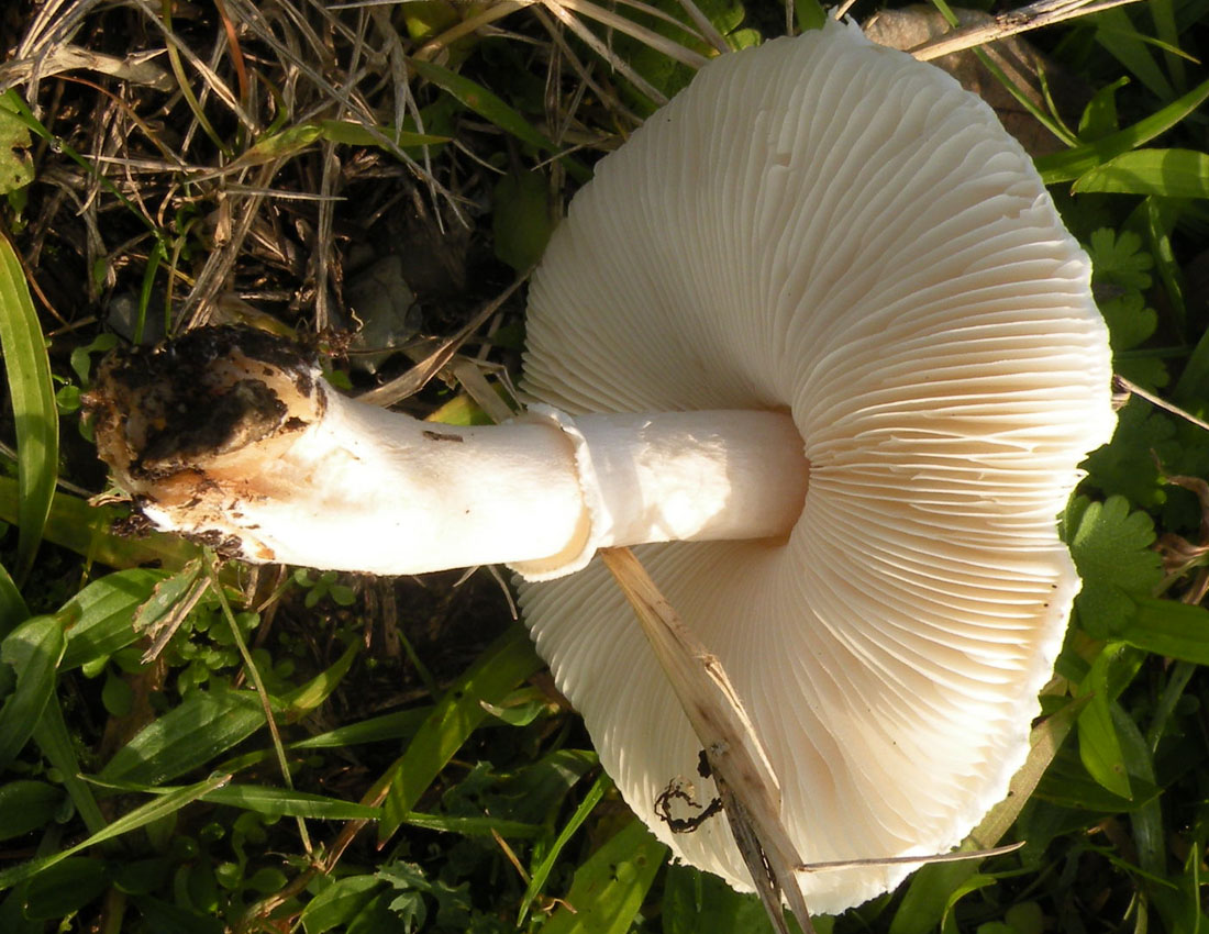 Agaricus?